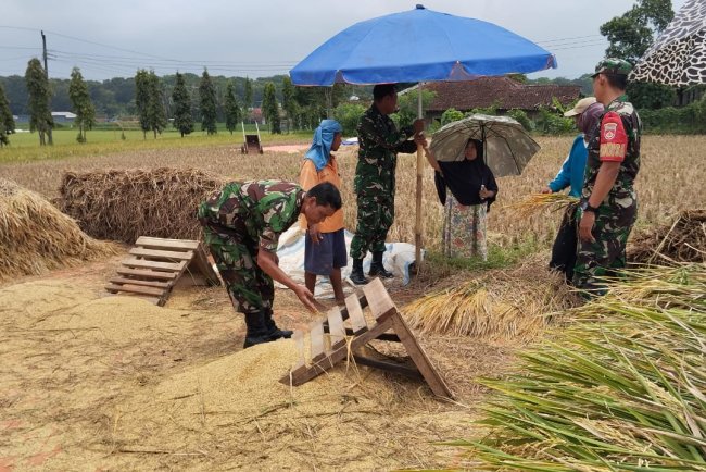 Babinsa Koramil 10 Bawang Dampingi Petani Panen Padi di Desa Bandingan