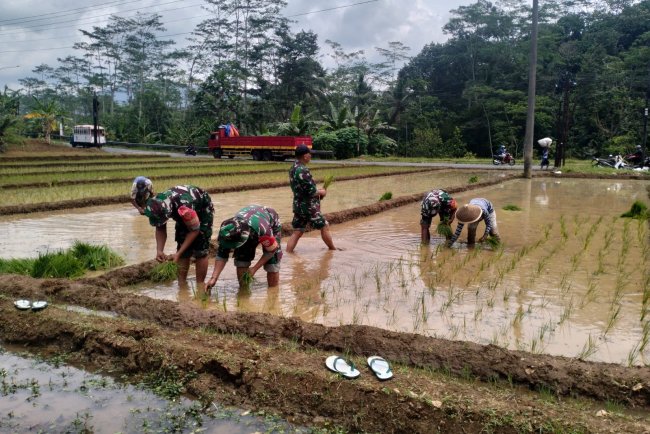 Koramil 12 Sigaluh Bantu Petani Tanam Padi