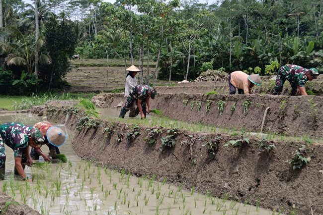 Anggota Koramil 17 Wanayasa Bantu Petani Tanam Padi Dukung Program Ketahanan Pangan