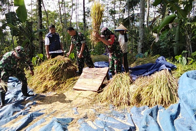 DANRAMIL MEMBANTU PETANI PANEN RAYA DENGAN POKTAN WARGA BINAAN