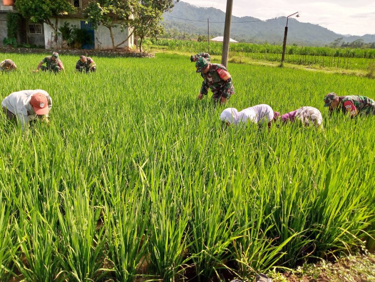 Babinsa Ikut Serta dalam Kegiatan Matun di Sawah