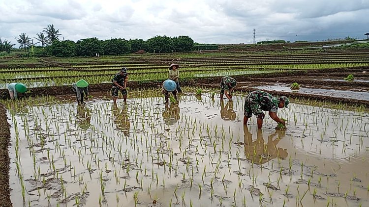 Koramil 16 Pejawaran Bantu Petani Tanam Padi di Musim Penghujan