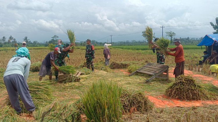 Babinsa Koramil 08 Purwanegara Bersama Petani Panen Padi di Desa Kutawuluh