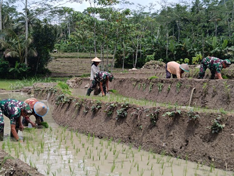 Anggota Koramil 17 Wanayasa Bantu Petani Tanam Padi Dukung Program Ketahanan Pangan