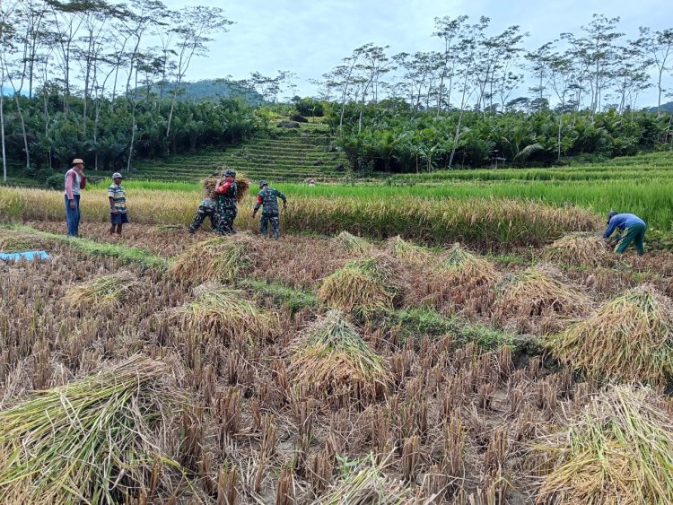 Babinsa Desa Nagasari Dampingi Petani Panen Padi, Wujud Nyata Dukungan TNI untuk Ketahanan Pangan