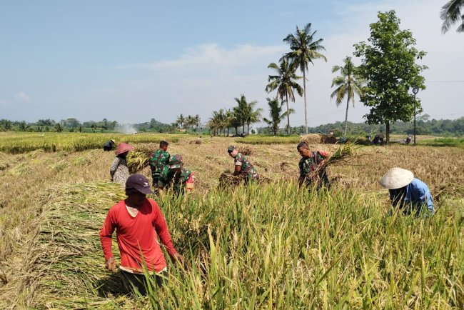 Babinsa Koramil 09 Susukan Bantu Petani Panen Padi di Desa Gumelem Kulon