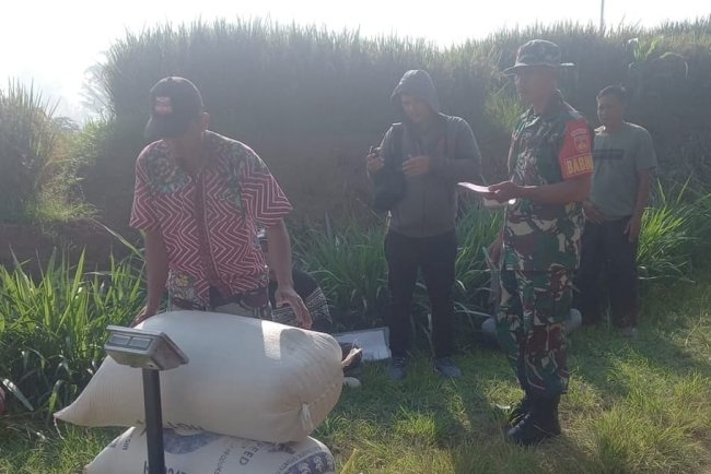 Babinsa Koramil 10 Bawang Bantu Petani Angkut Hasil Panen ke Bulog