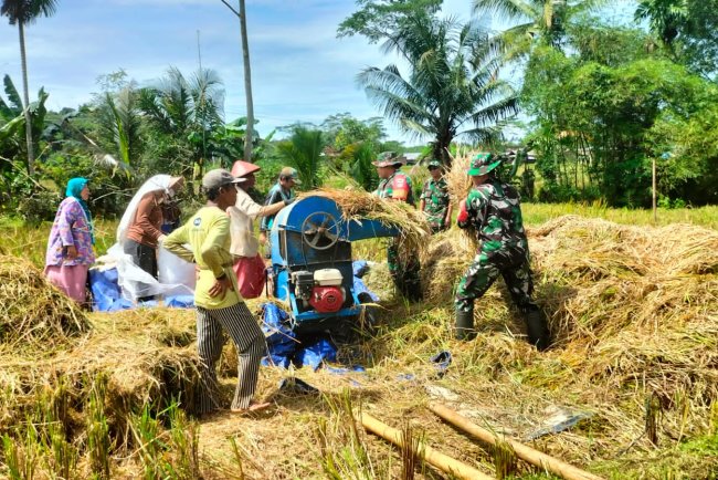 Danramil 11 Punggelan dan Babinsa Turun ke Sawah Bantu Petani Panen Padi