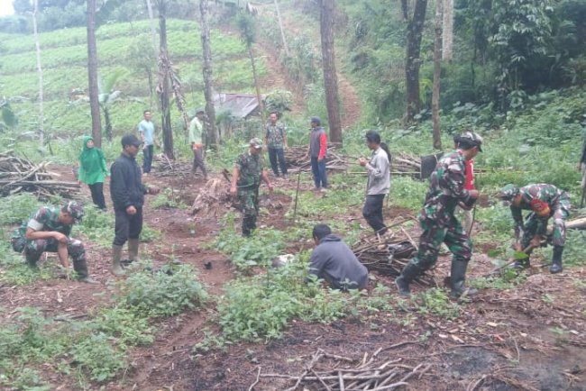 Penghijauan Di Wilayah Danramil 06 Kalibening Bersama Warga Tanam 250 Pohon Kopi Robusta
