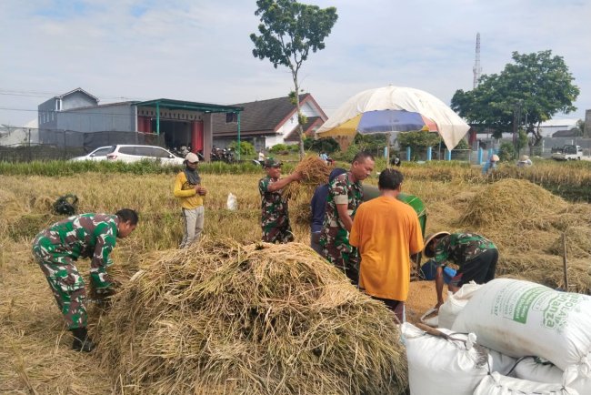 Semangat Panen di Tengah Kemarau Babinsa dan Petani Berpacu Wujudkan Swasembada Pangan