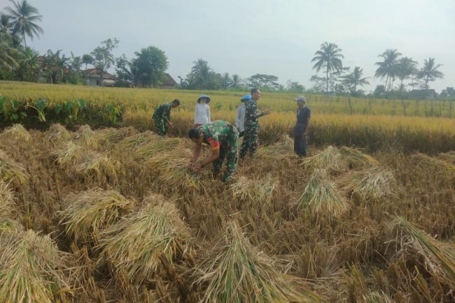 Sinergi TNI dan Petani Wujud Nyata Dukung Ketahanan Pangan di Banjarnegara