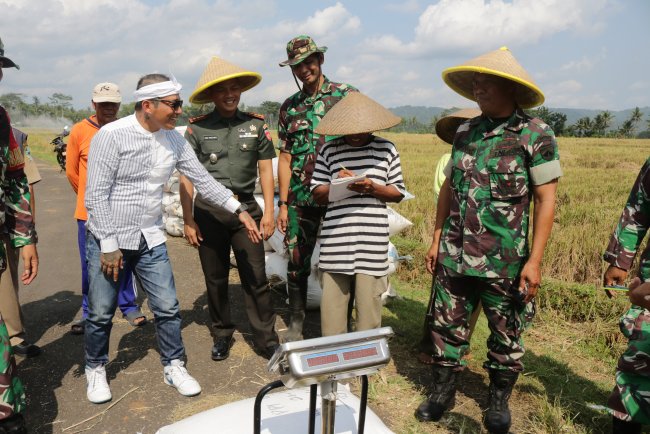 Turun ke Sawah Dandim Banjarnegara Tinjau Langsung Panen dan Serapan Gabah Petani