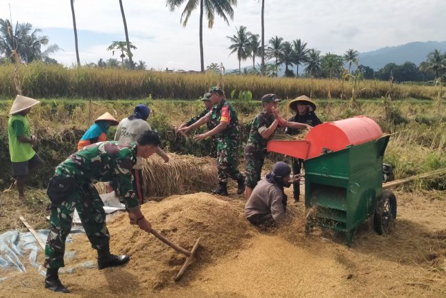 Babinsa Turun ke Sawah Panen Padi Bersama Petani di Susukan