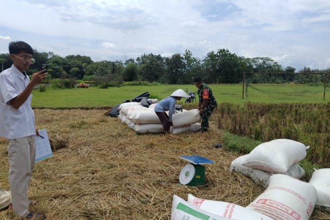 Babinsa Koramil 09 Susukan Tetap Semangat Dalam Pendampingan Penjualan Gabah