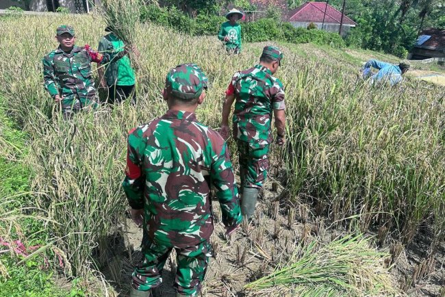 Babinsa Koramil 18 Pagentan Bantu Petani Panen Padi