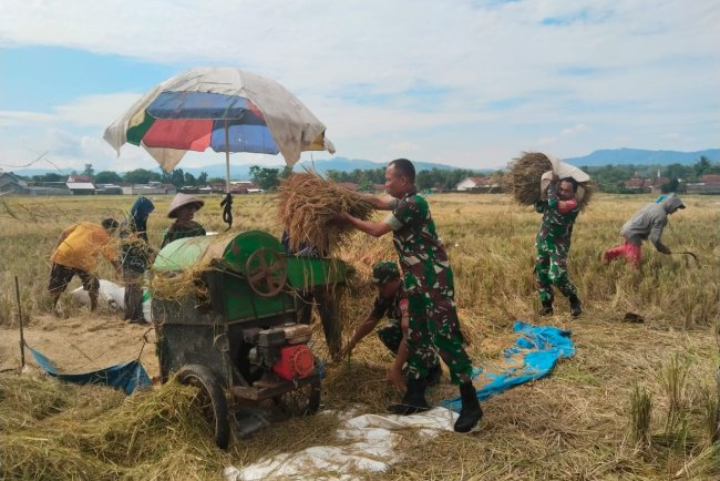 Babinsa Bantu Petani Panen Padi di Desa Purwasaba