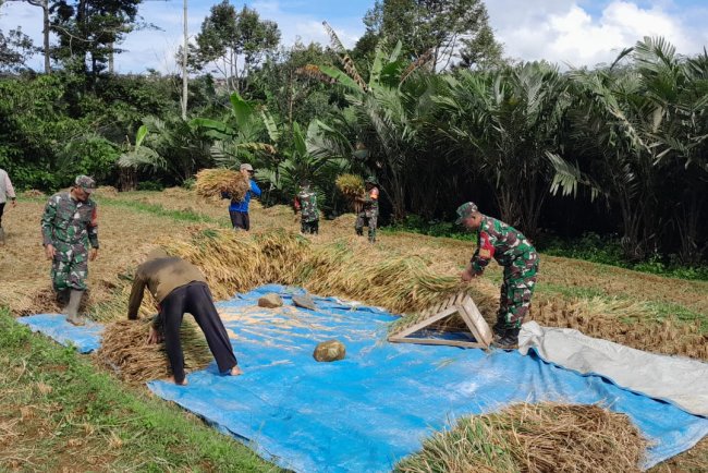 Bentuk Dukungan Babinsa Koramil 04/Karangkobar Bantu Petani Panen Padi Sukseskan Swasembada Pangan