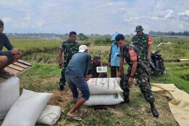 Babinsa Koramil 09 Susukan Selalu Siap Melaksanakan Pendampingan Penyerapan Gabah