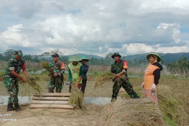 Babinsa Koramil 10 Bawang Bantu Petani Panen Padi di Desa Masaran