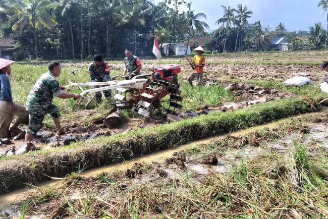 Babinsa Bantu Petani Bajak Sawah untuk Siapkan Lahan Pertanian