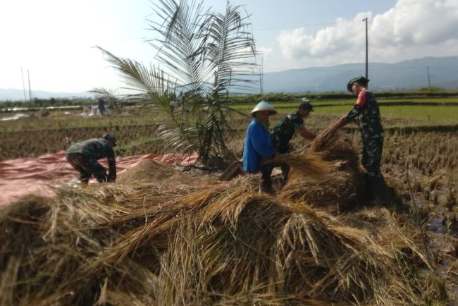 Turun ke Sawah Babinsa Koramil Banjarmangu Bantu Petani Panen Raya di Jenggawur