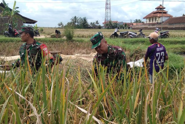Koramil Bersama  masyarakat Panen Raya