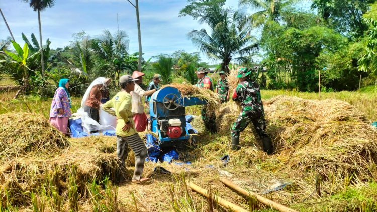 Danramil 11 Punggelan dan Babinsa Turun ke Sawah Bantu Petani Panen Padi