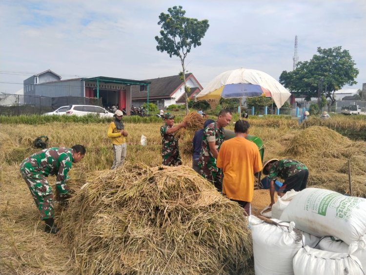 Semangat Panen di Tengah Kemarau Babinsa dan Petani Berpacu Wujudkan Swasembada Pangan