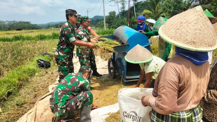 TNI dan Petani Bersatu di Sawah Danramil dan Babinsa Punggelan Dampingi Panen Padi