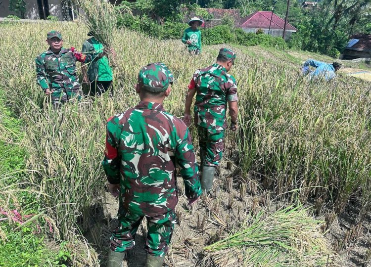 Babinsa Koramil 18 Pagentan Bantu Petani Panen Padi
