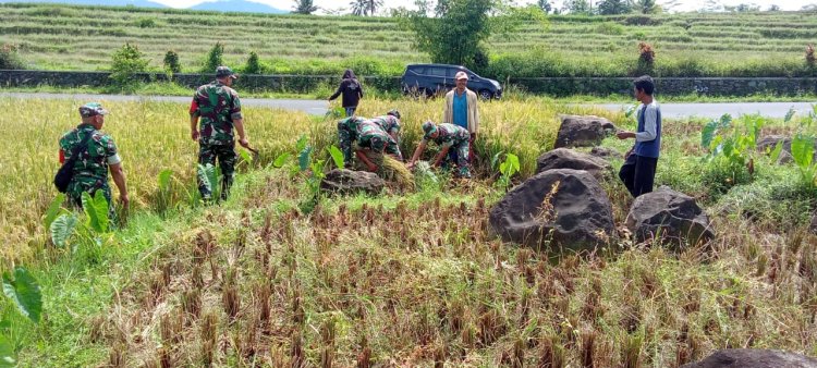 Sukseskan Ketahanan Pangan Anggota Koramil 01 Banjarnegara Bantu Petani Panen Padi