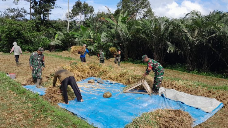 Bentuk Dukungan Babinsa Koramil 04/Karangkobar Bantu Petani Panen Padi Sukseskan Swasembada Pangan