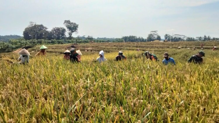 Dukung Ketahanan Pangan Babinsa Kawal Petani Panen Padi Diwilayah