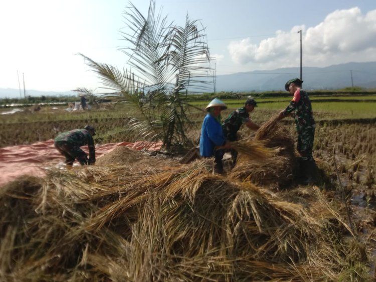 Turun ke Sawah Babinsa Koramil Banjarmangu Bantu Petani Panen Raya di Jenggawur
