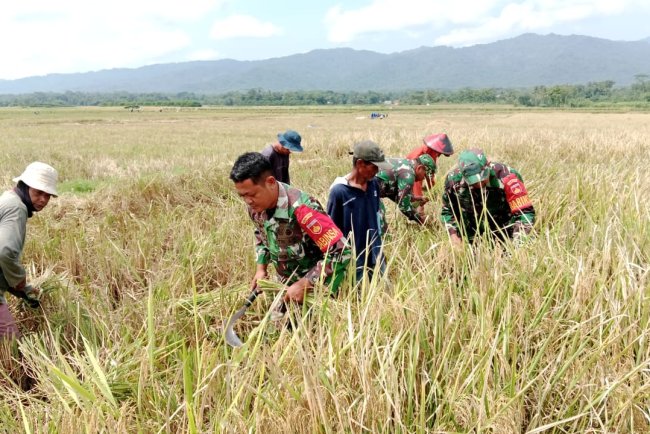 KORAMIL  02 KLAMPOK  MENDAMPINGI PETANI MELAKUKAN PEMANENAN PADI