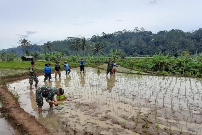 Danramil dan Anggota Turun Sawah Bantu Petani Tanam Padi