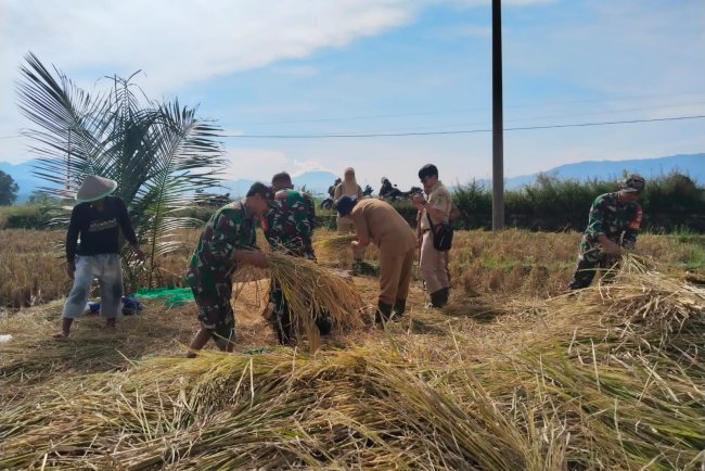 Babinsa Turun Langsung Ke Sawah Membantu Petani Panen Padi