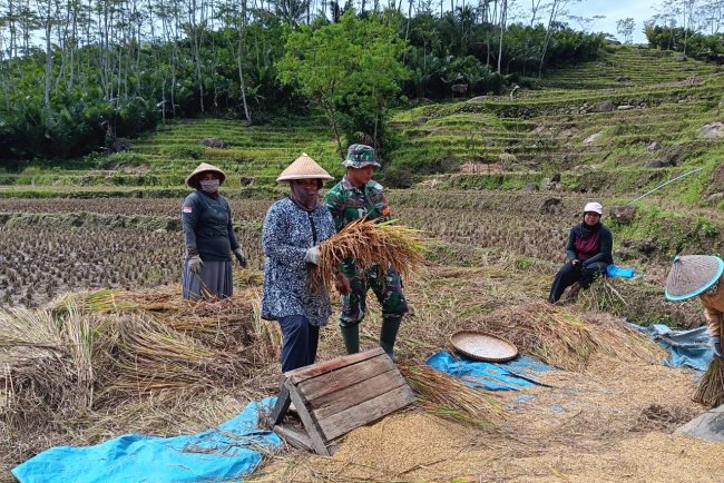 Sukseskan Program Swasembada Pangan Nasional Babinsa Panen Padi