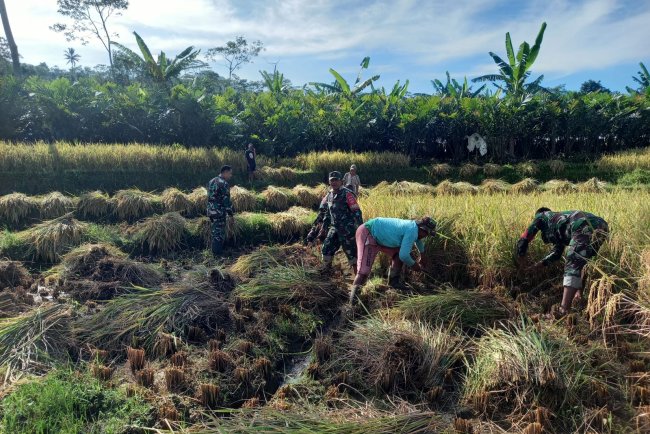 Wujud Nyata Pendampingan Babinsa Bantu Petani Panen Padi