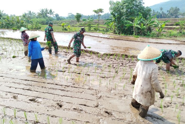 Babinsa Bantu Penanaman Padi Bersama Petani Desa Gumelem Wetan