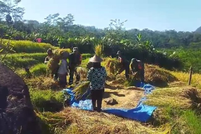 Sukseskan Ketahanan Pangan, Babinsa Koramil 04/Karangkobar Bantu Petani Panen Padi
