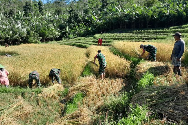 Bantu Petani Panen Padi Babinsa Koramil 04 Karangkobar Sukseskan Swasembada Pangan