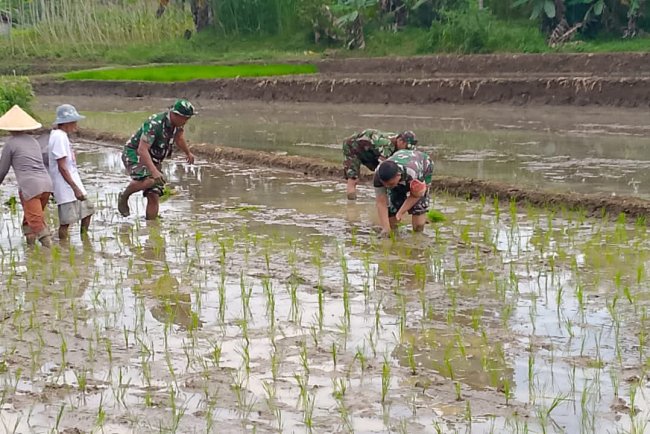 Babinsa Tidak Ragu-Ragu Terjun Ke Sawah Membantu Petani Penanaman Padi