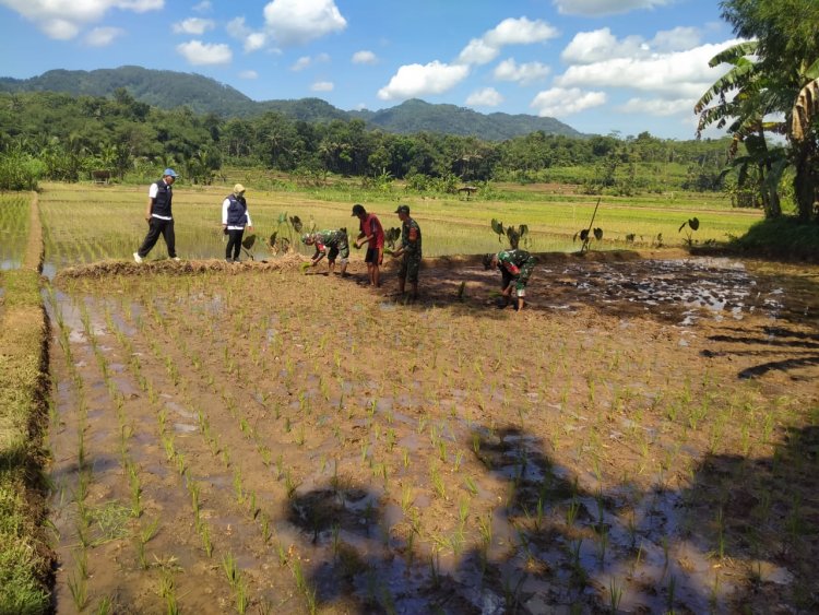 Babinsa Klampok Dampingi Petani Tanam Padi Wujud Nyata Dukung Program Ketahanan Pangan Kasad