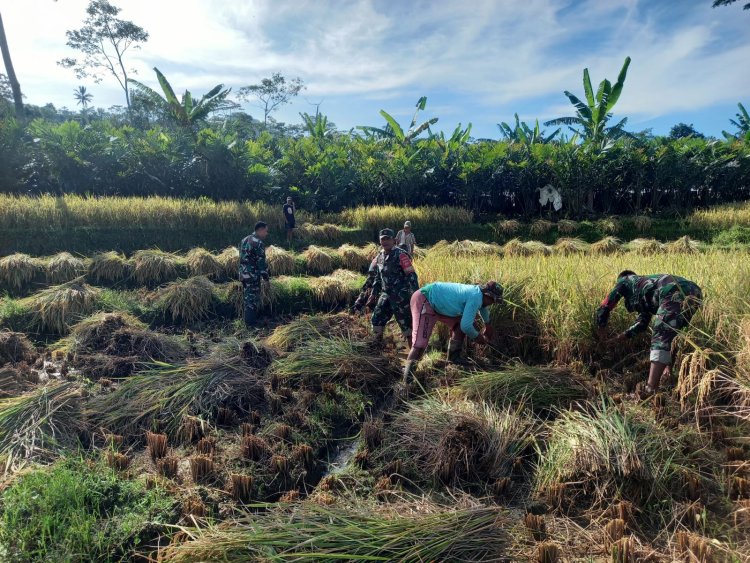 Wujud Nyata Pendampingan Babinsa Bantu Petani Panen Padi