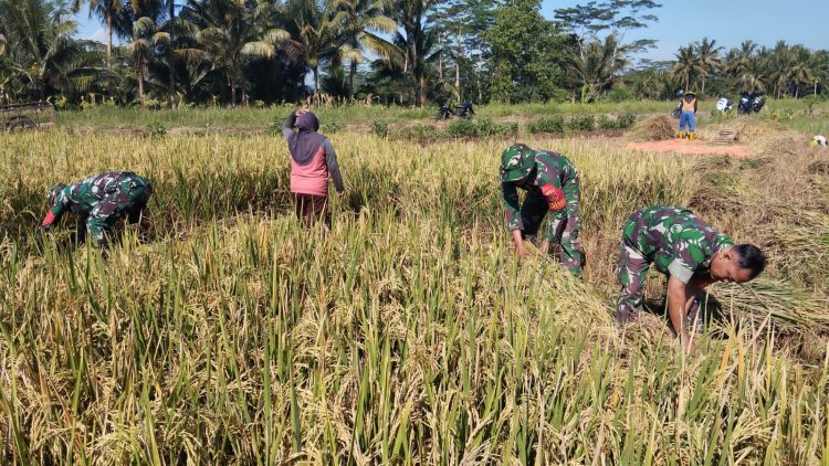 Babinsa Panen Padi Bersama Petani Wujud Nyata Dukung Ketahanan Pangan di Kutayasa