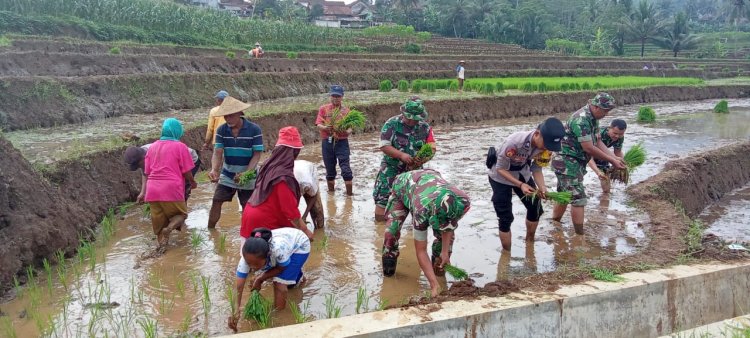 Babinsa Tanam Padi Bersama Petani Bukti Nyata TNI Hadir untuk Rakyat