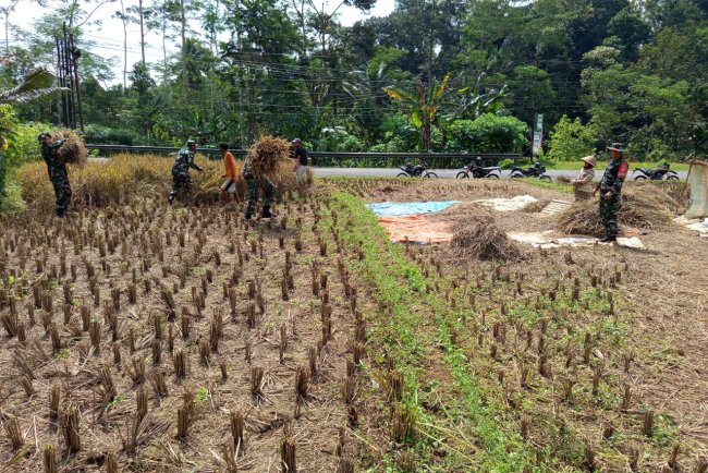 Dukung Program Hanpangan Danramil dan Babinsa turun Langsung membantu warga Panen Padi