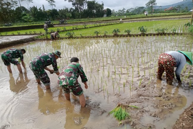Babinsa bersama petani menanam bibit padi