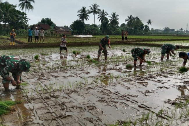 Koramil 02 Klampok Mendampingi Petani Penanaman Padi